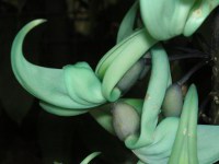 ヒスイカズラ〔翡翠葛〕の花（写真）